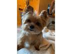 Adopt Liberty a Yorkshire Terrier