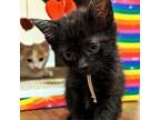 Adopt Gold Fever 5 a Domestic Short Hair