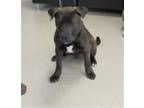 Adopt NATO a Pit Bull Terrier, Mixed Breed
