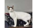 Adopt Chaplin a Domestic Short Hair