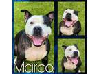 Adopt MARCO a Pit Bull Terrier