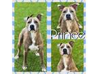 Adopt PRINCE a Pit Bull Terrier