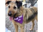 Adopt Danny a Airedale Terrier, Mixed Breed
