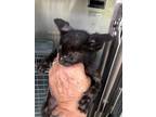Adopt KNUCKLES a Domestic Short Hair