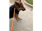 Adopt GRIZZLEY a Mixed Breed