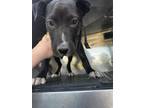 Adopt ONYX a Mixed Breed