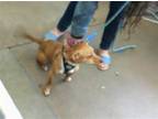 Adopt WILLIE a Mixed Breed