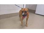 Adopt Cujo a Pit Bull Terrier, Mixed Breed