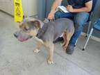 Adopt Simon a Pit Bull Terrier, Mixed Breed