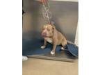 Adopt Cub a Pit Bull Terrier, Mixed Breed