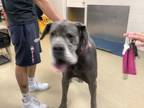 Adopt Angelo a Great Dane, Mixed Breed