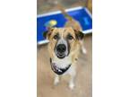 Adopt Toby a German Shepherd Dog, Mixed Breed