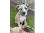 Adopt 55809018 a Pit Bull Terrier, Mixed Breed