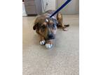 Adopt Logan a Pit Bull Terrier, Shepherd