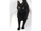 Adopt Salem a Domestic Short Hair