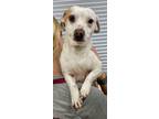 Adopt 55802661 a Terrier, Mixed Breed