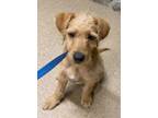 Adopt 55808147 a Terrier