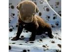 Adopt PeriWinkle a Labrador Retriever, Doberman Pinscher