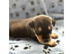 Adopt Peanut a Labrador Retriever, Doberman Pinscher