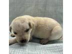 Adopt Peabody a Labrador Retriever, Doberman Pinscher