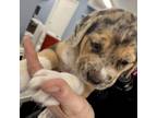 Adopt Silver a Catahoula Leopard Dog, Labrador Retriever