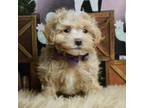 Maltipoo Puppy for sale in Warsaw, IN, USA