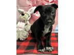 Adopt Mountain a Labrador Retriever, Mixed Breed