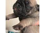 Pug Puppy for sale in Salem, OR, USA