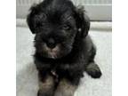 Schnauzer (Miniature) Puppy for sale in Riverhead, NY, USA