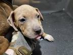 Adopt BLEU a American Staffordshire Terrier