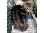 Adopt NEW BRAUNFY a Domestic Short Hair