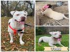 Adopt TODD a American Staffordshire Terrier