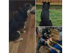 Adopt THOR a Australian Shepherd, Rottweiler