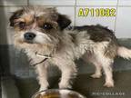 Adopt A711032 a Terrier