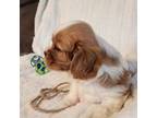 Cavalier King Charles Spaniel Puppy for sale in Doon, IA, USA