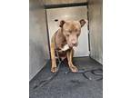 Adopt PIRATE a American Staffordshire Terrier