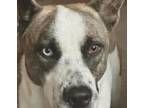 Adopt ROSCOE a American Staffordshire Terrier