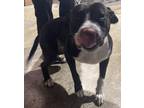 Adopt ROLLIE a American Staffordshire Terrier