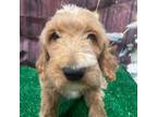Goldendoodle Puppy for sale in Atco, NJ, USA