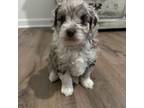 Aussiedoodle Puppy for sale in Steele, AL, USA