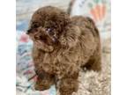 Cavapoo Puppy for sale in Humboldt, KS, USA