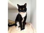 Adopt STANLEY a Domestic Short Hair