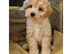 Mutt Puppy for sale in Morrilton, AR, USA