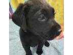 Labrador Retriever Puppy for sale in Summerfield, FL, USA