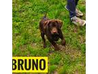 AKC Bruno