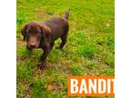 AKC Bandit