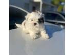 Shih Tzu Puppy for sale in Hialeah, FL, USA