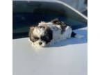 Shih Tzu Puppy for sale in Hialeah, FL, USA