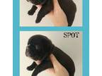 Puppies OFA/DNA Tested
