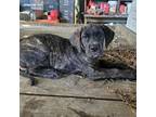 Great Dane Puppy for sale in Red Level, AL, USA